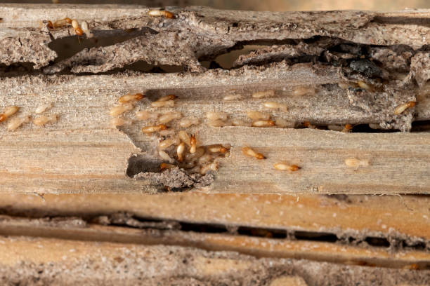 Professional Pest Control in Merion Station, PA